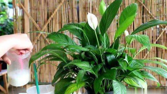 只要花卉黄叶就用硫酸亚铁？错！黄叶也分情况，合理使用才行