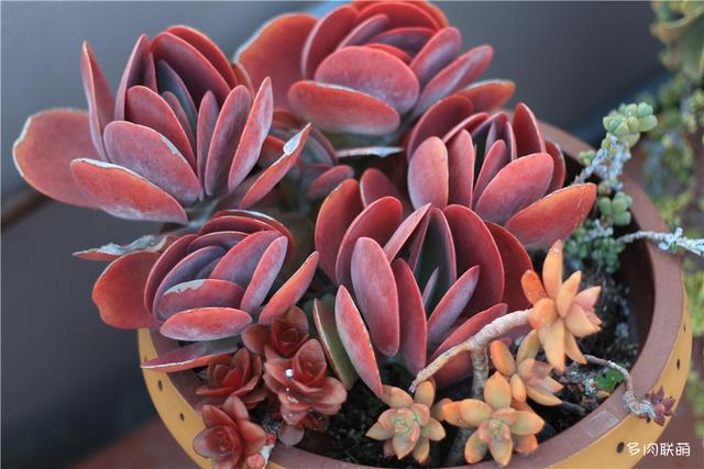 唐印，从绿得像菜，到红得真萌