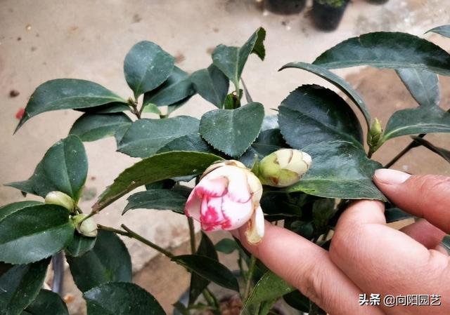 “冬不留短，夏不留高”，冬天修剪枝条，这不是要植物的命吗