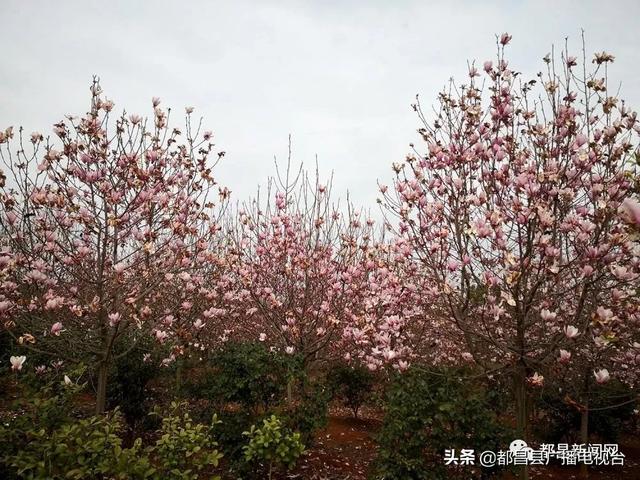 『趣旅游』都昌:玉兰花绚丽绽放 美不胜收