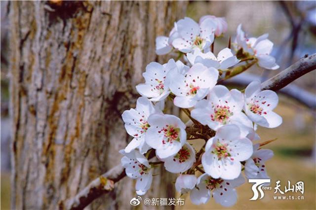 光明网:视觉盛宴!库尔勒花海让你和春天撞个满怀