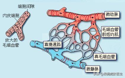 银屑病与&quot;维生素C&quot;的关系：一天一个西红柿，病情远离我？