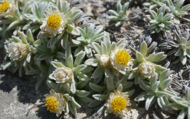 小麦秆菊 Achyranthemum sordescens