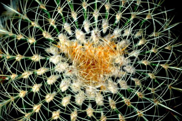 植物|上海：多肉植物的韵律之美