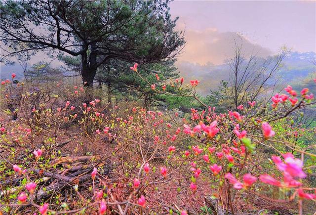 「全国党媒信息公共平台」金视界 | 商城县：女人寨上杜鹃红