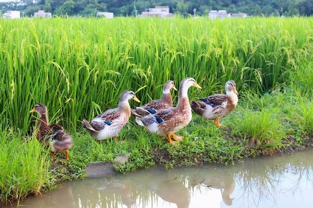 乡土散文：走失的原野