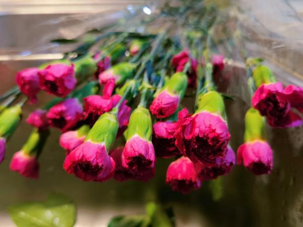 玫瑰|生鲜电商卖花到底靠谱吗？实测报告来了