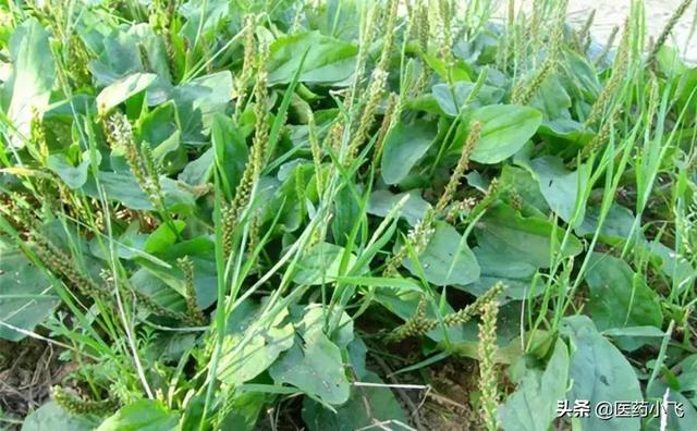 每日医药——车前子