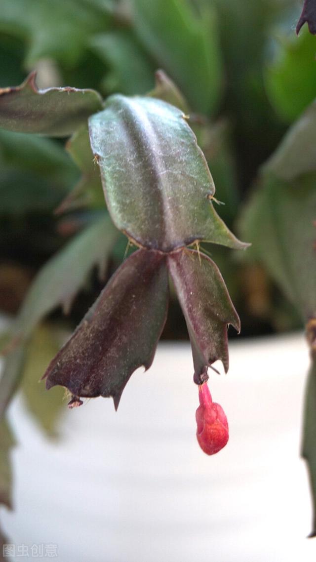 蟹爪兰开完花，3步就能打开复花“开关”，真的很简单