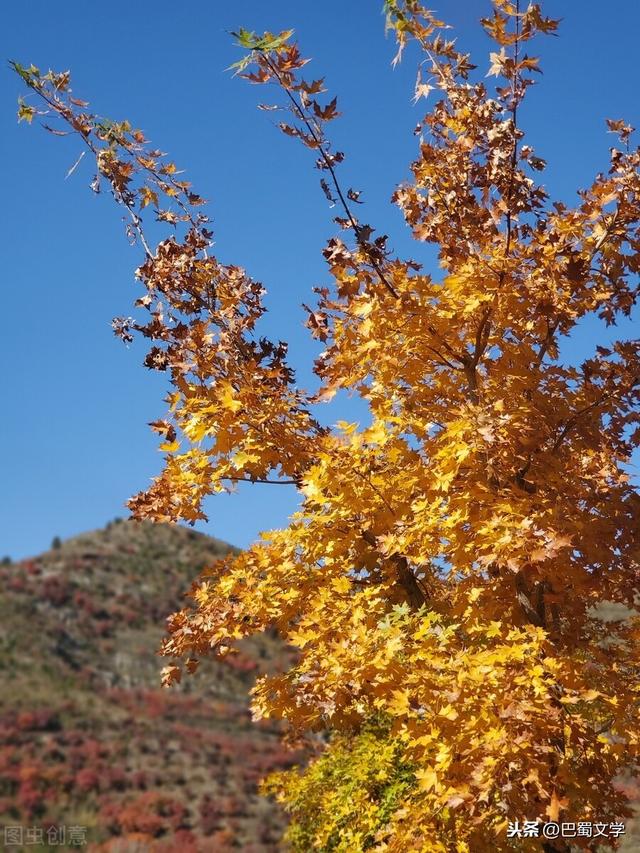 散文：深秋的山林