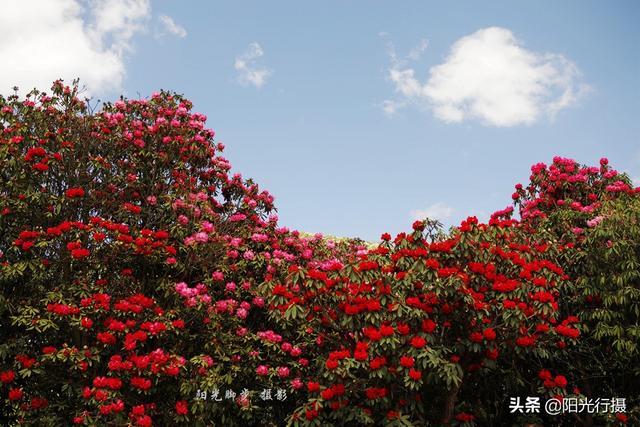 [旅行百事通]中国最大最美的高山杜鹃，没有之一（原创）@头条摄影