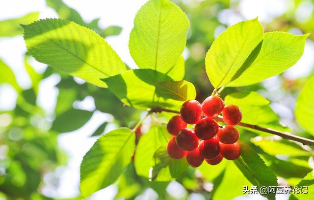 家居那点事■樱桃“孕期”前给它喝种“水”，下个月吃果实，味道又香又甜！