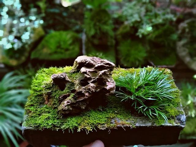 路边野草，种盆里变成值钱盆景，超好养还好看