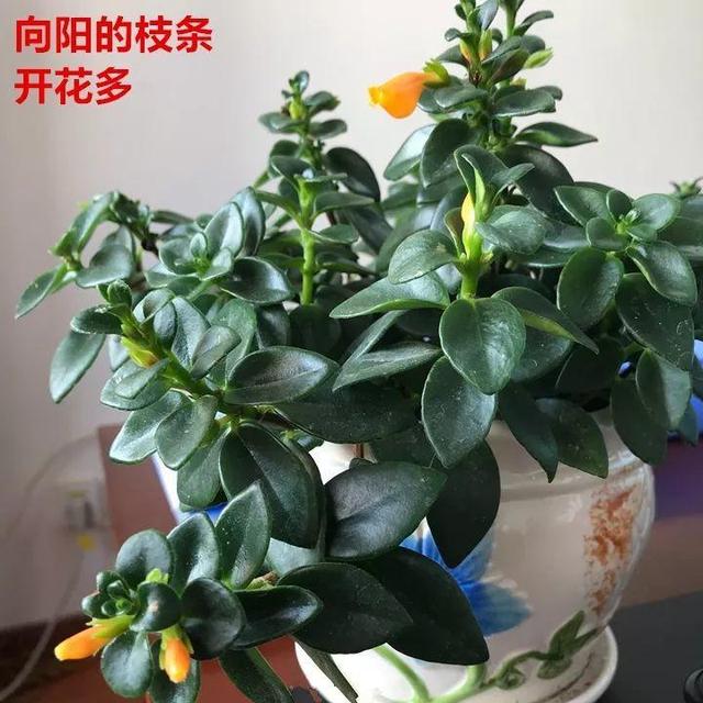 开花|金鱼吊兰这么养，1年四季都能开花，小金鱼噗噗冒