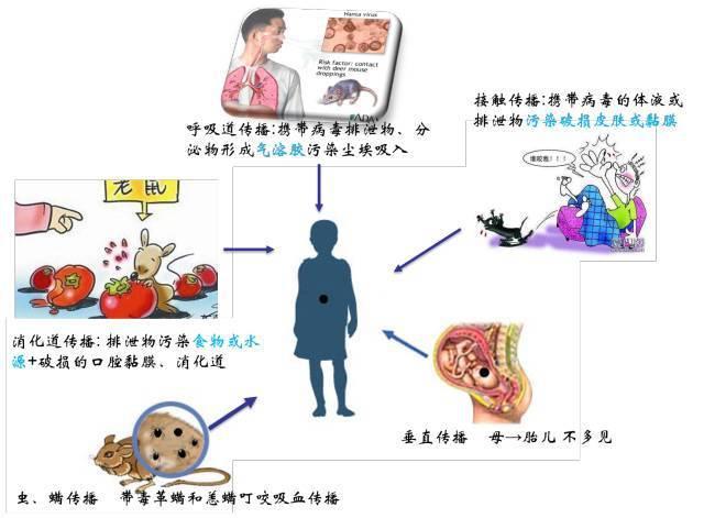 出血热|16岁女孩得了这种病，重症监护室抢救一周！冬季高发……