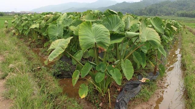 地里忙着挖“炮弹”，好吃到流口水，这个香芋有点怪，啥情况