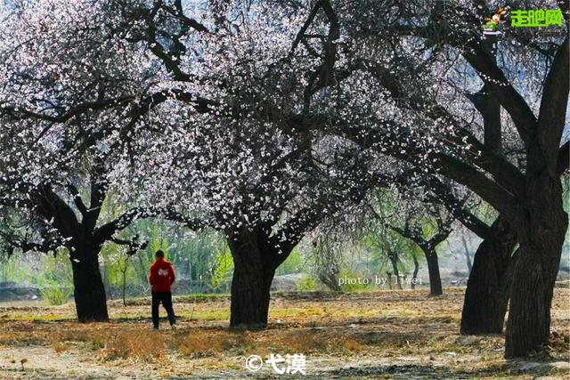 旅行百事通:甘肃有座小城,丹霞中的杏花村,被称为全国奇观!却少有游人
