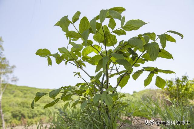 治疗顽固口疮最常用十味药，你用过啥？福州名中医俞宜年用心整理