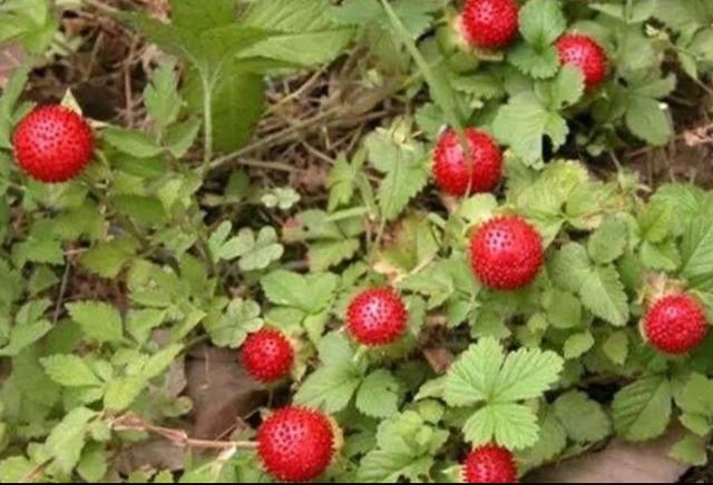 [你的育儿经]我的育儿观察——植物篇