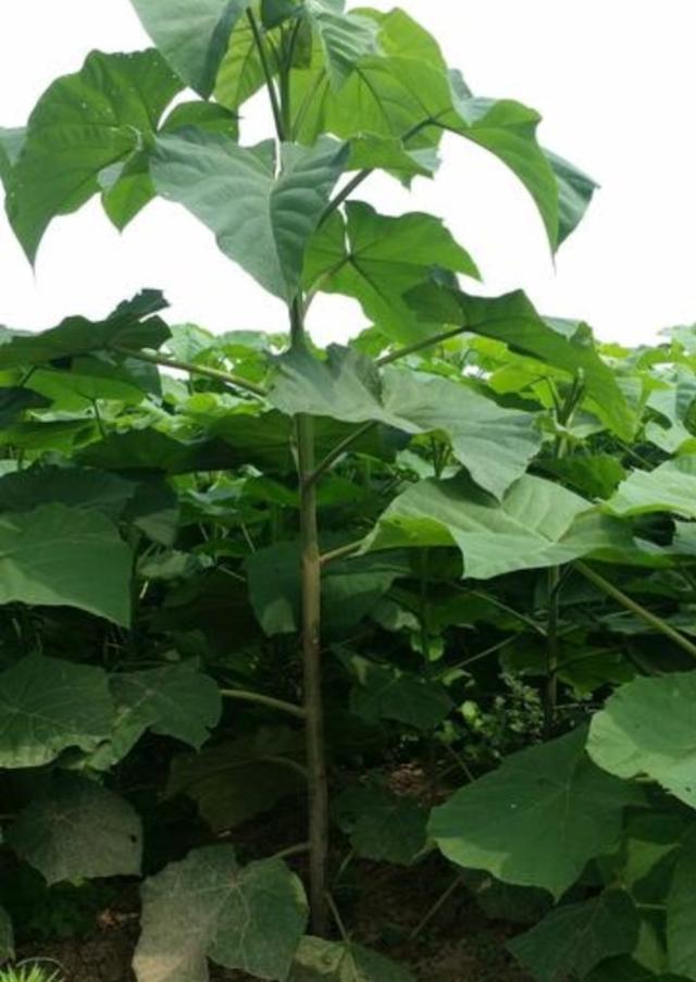 [你的育儿经]我的育儿观察——植物篇