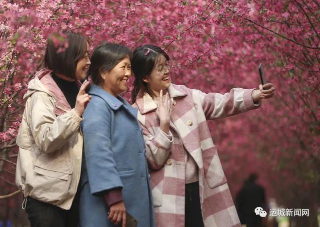 【旅行柚子君】河津：海棠花迎春绽放　踏青赏花好去处