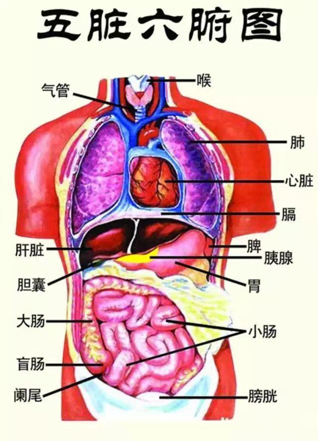 人体内五脏六腑平时多有浊气——今天给大家推荐五脏排毒养生法