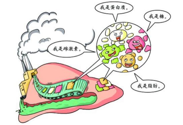 肝脏|让柔软的肝抵御生活的难