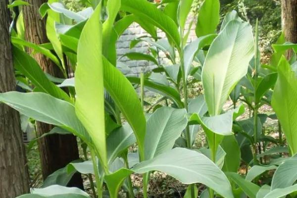 粽子|各种粽叶大盘点，你听说过几种？