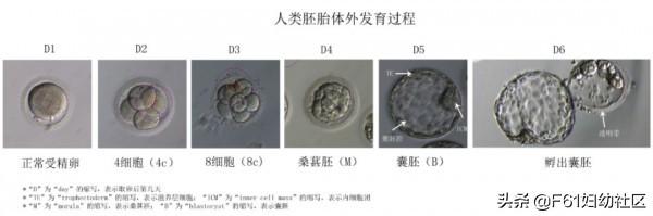 生活矜持点|试管婴儿胚胎评分和胚胎移植、冷冻、丢弃标准