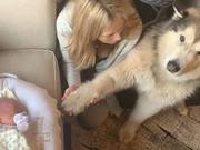 The Owner Introduces the Family's New Member: 'He's Here to Compete for My Attention'