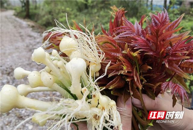 野菜|湖南新田：采摘一把春天的味道