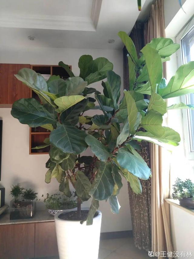 15种镇宅花，家里摆一盆，镇宅旺运超霸气