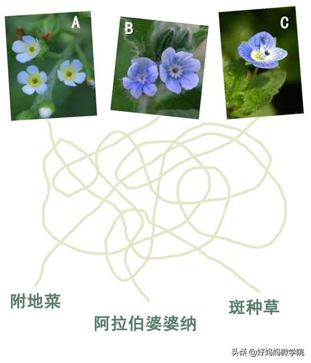 #超级宝妈#你认识路边那些星星般的蓝色小花?别再用“不知道”打发孩子了