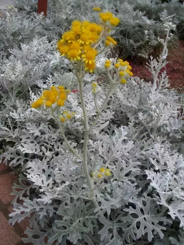 20种花境植物，瞬间提高你的花园逼格