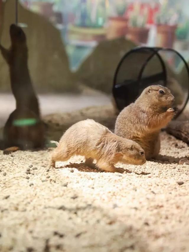 「玩乐足迹」北京首家室内动物园 · 和羊驼浣熊一起玩