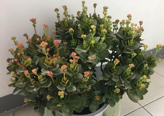 冬季是长寿花花期，做好3步很关键，一次长30个花枝，花色更艳