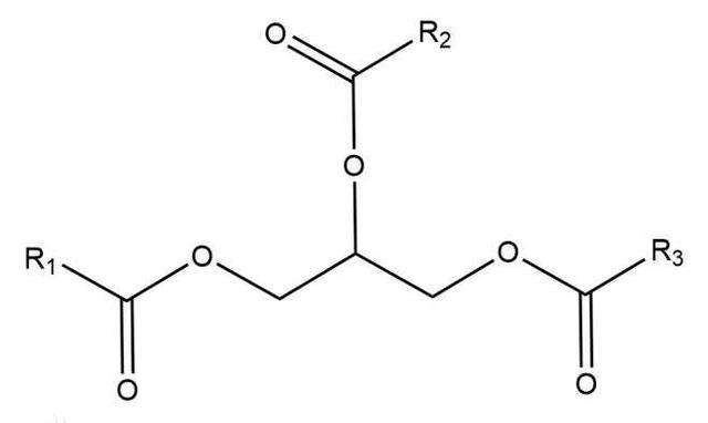 脂肪|科学汇 | 总被嫌弃的脂肪，其实帮人类站上了食物链的顶端