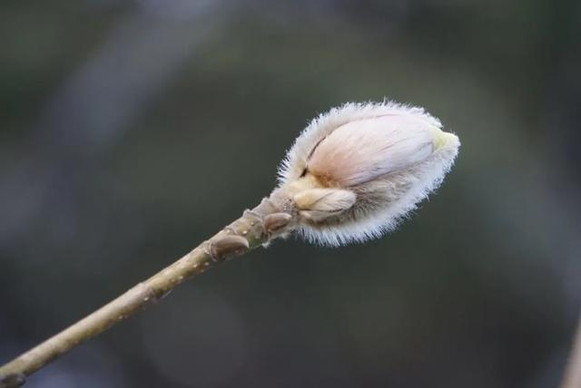 玉兰|再破白玉兰早开新纪录！上海植物园今年首波玉兰绽放