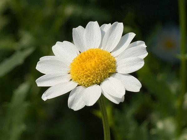 神农本草图经，薯蓣 菊花 甘草 人参 石斛 石龙芮