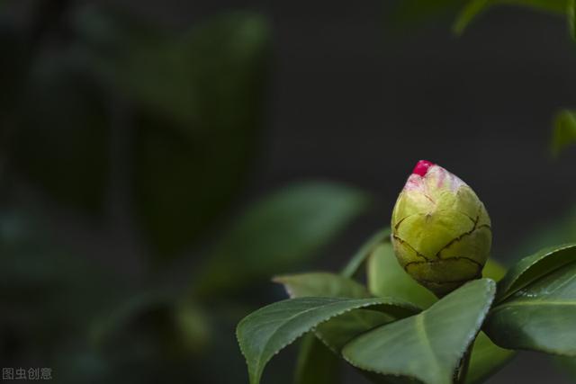 茶花掉花苞的原因，藏在一句“顺口溜”里，古人的经验，值得借鉴