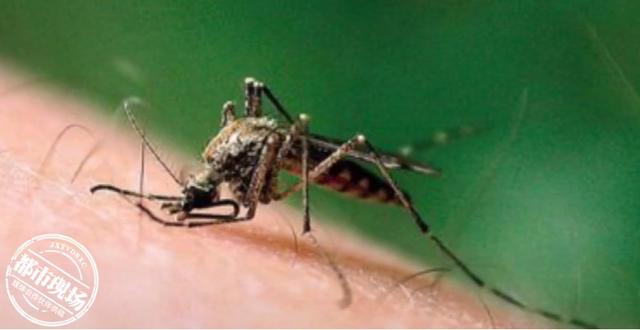 蚊子|孩子被蚊子叮咬后，千万别这么做，医生：小心加重感染