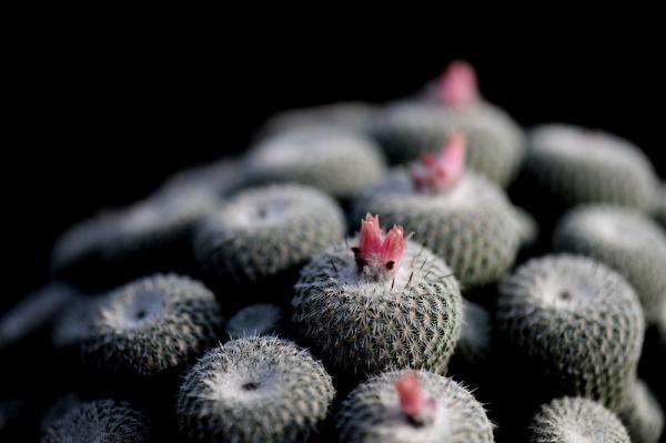 植物|上海：多肉植物的韵律之美