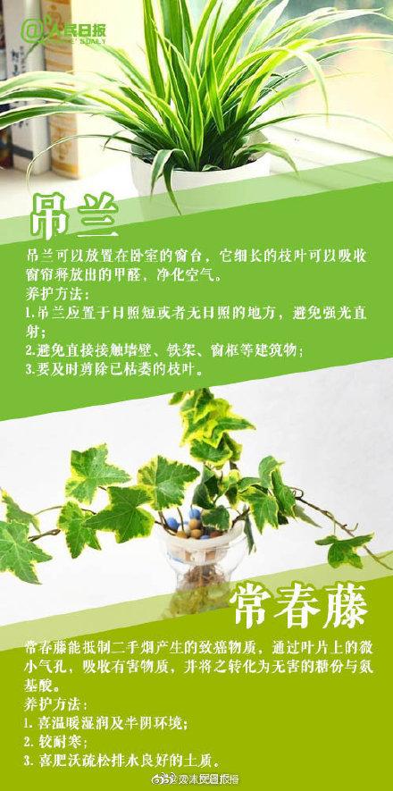 植物|家里常养这些植物，好看又有利健康