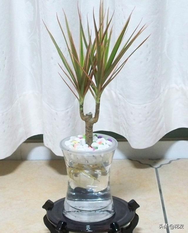 冬季室内增湿10种水培植物，绿色天然加湿器