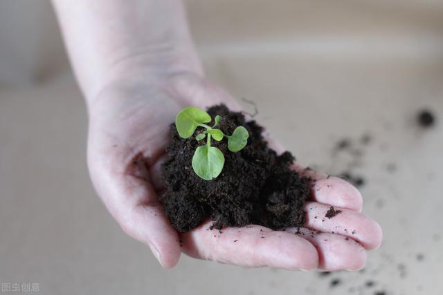 老花匠养花有个“秘密”，花草越养越熟，养活养旺就容易