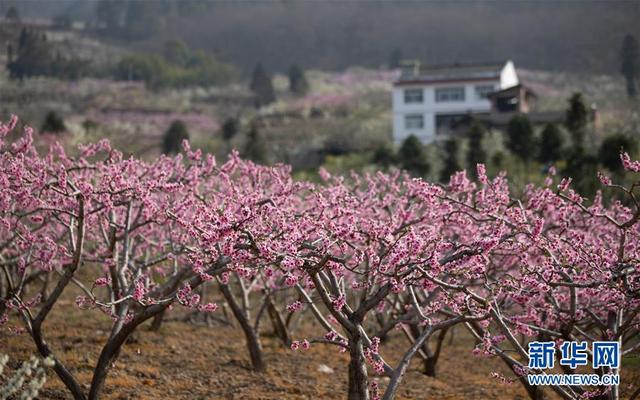『环球网』在那桃花盛开的地方