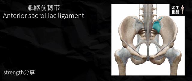 骶髂关节知多少——骶髂关节的稳定与稳定性