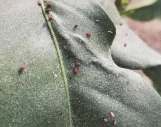 柑橘出现黑果,灯笼果,小红虫?什么原因造成的,一篇