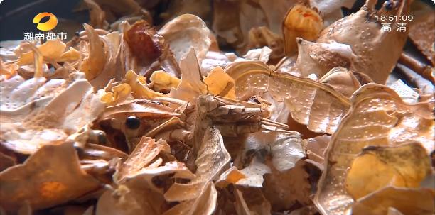 申请国家发明专利！小龙虾壳铺的路，说不定马上就能有了|芒果都市