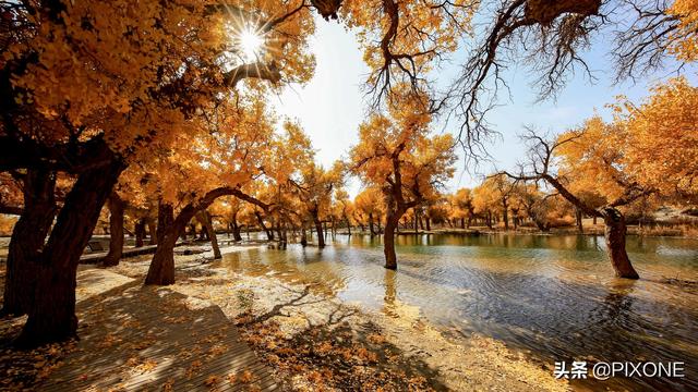 「旅行百事通」远古胡杨沧桑千年，邂逅大漠胡杨，遇见人间秘境